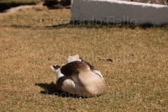 LEO_4298