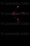 LEO_3596