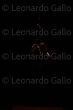 LEO_1962