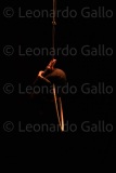 LEO_2486