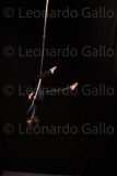 LEO_2540