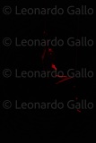 LEO_1738