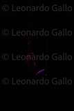 LEO_2311