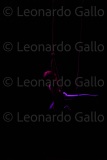 LEO_2312