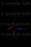 LEO_2313