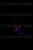 LEO_2315