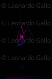 LEO_2317