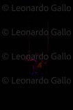LEO_2318