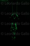 LEO_4690