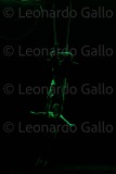 LEO_4696